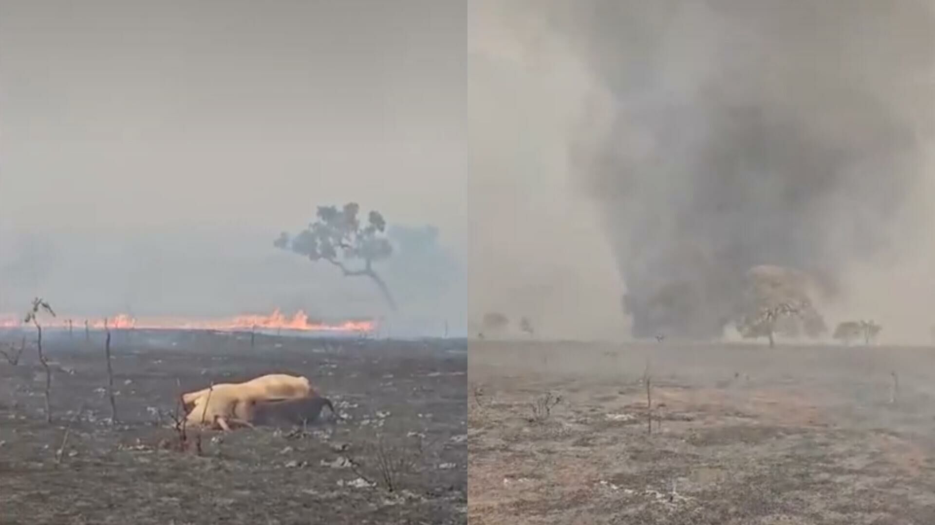 Imagem de compartilhamento para o artigo Incêndio devasta ao menos dez fazendas e mata animais em Paranaíba da MS Todo dia